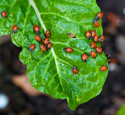 a large group of ladybugs on a chard leaf in a garden
