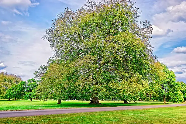 Big old Alder tree in Park of Audley End House in Essex in England. It is a medieval county house. Now it is under protection of the English Heritage.