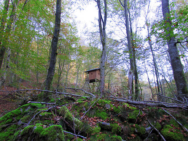 caccia ricerca - forest hut window autumn foto e immagini stock