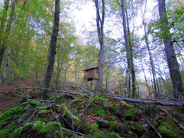 polowanie lookout - forest hut window autumn zdjęcia i obrazy z banku zdjęć