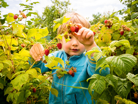 Little child picking up and eating raspberries in nature