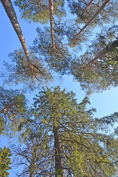 istock Pine tree in Russia can reach the sky and clouds 519826836