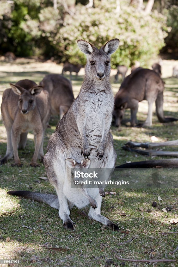 kangaroo mother kangaroo with joey found in australia Kangaroo Stock Photo