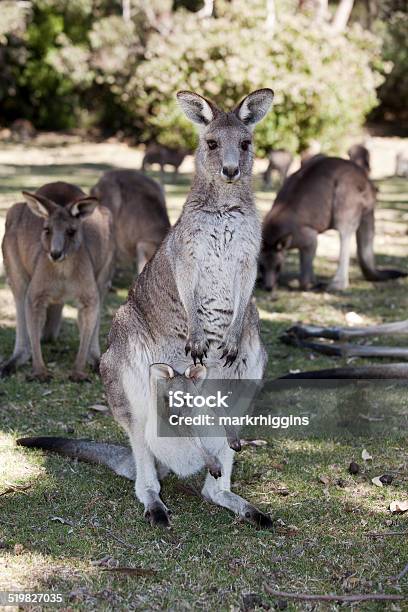 Kangaroo Stock Photo - Download Image Now - Kangaroo, Paddock, Animal