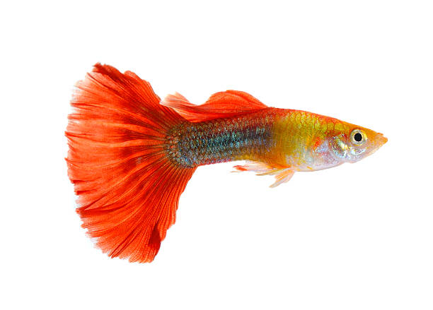 istock guppy fish isolated on white background 519827183