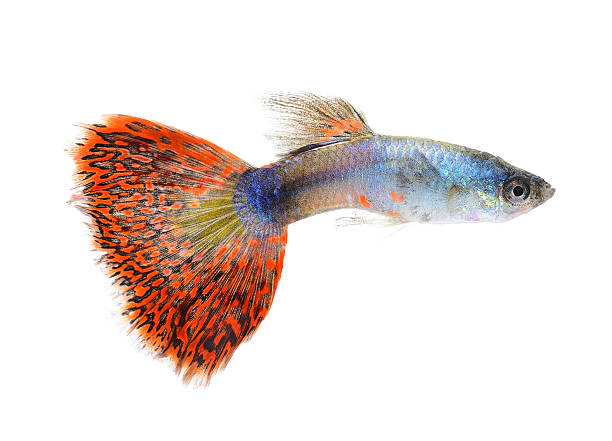 istock guppy fish isolated on white background 519827189