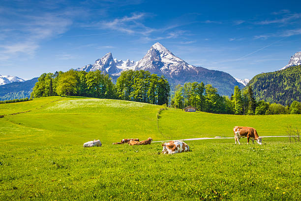 idyllische landschaft der alpen mit kühe grasen im sommer - european alps germany landscaped spring stock-fotos und bilder