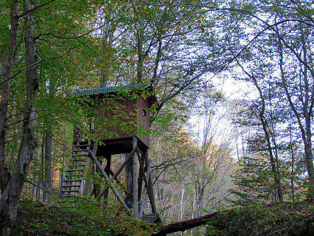 사냥 전망대 - forest hut window autumn 뉴스 사진 이미지