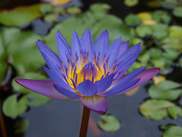 bellissimo loto nel laghetto - lotus lotus root purple single flower foto e immagini stock