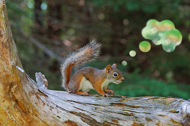 Red Squirrel with Abstract Thought Bubble stock photo