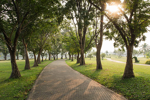 istock Trees and walkway on green grass field 519827511