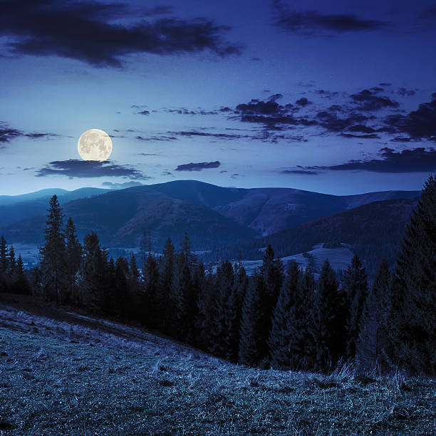 istock coniferous forest on a  mountain slope at night 519827575