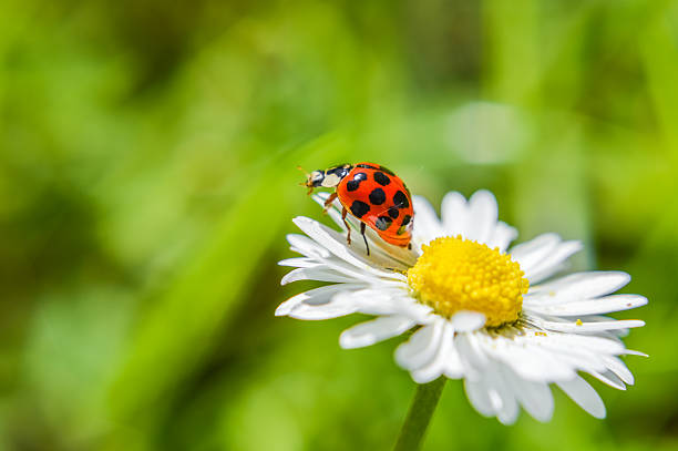 coccinelle sur un gros plan de fleurs de marguerite - flower single flower macro focus on foreground photos et images de collection