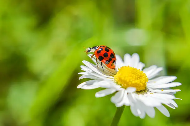Photo of ladybug on a daisy flower close up