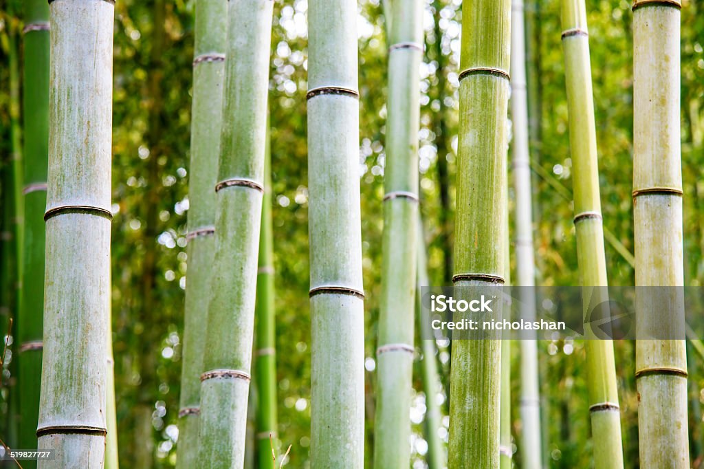 The Bamboo Grove in Arashiyama The Bamboo Grove in Arashiyama for adv or others purpose use Arashiyama Stock Photo