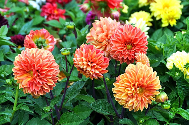 istock Beautiful red Dahlia 519827758