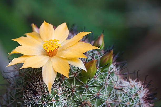 kaktus kwiaty - cactus flower single flower plant zdjęcia i obrazy z banku zdjęć