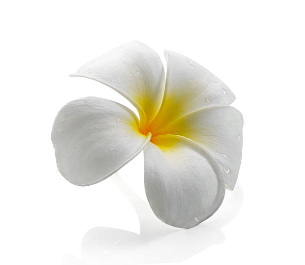 istock frangipani flower isolated white background 519828105