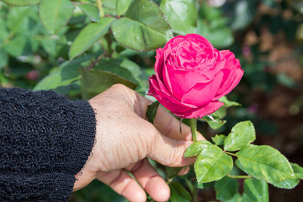 istock Woman picking up  pink rose flower 519828148