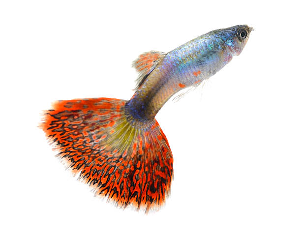 istock guppy fish isolated on white background 519828771