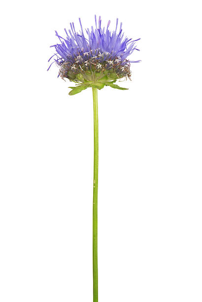 istock wild plant with blue flower from small petals 519828783