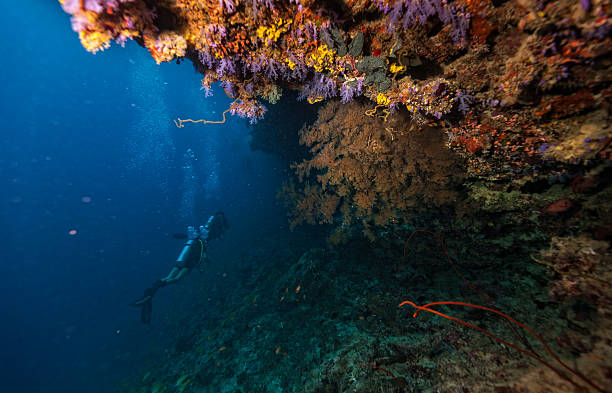 istock Group of scuba divers underwater 519830028