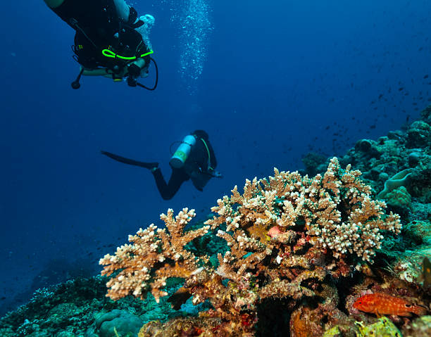 istock Group of scuba divers underwater 519830082
