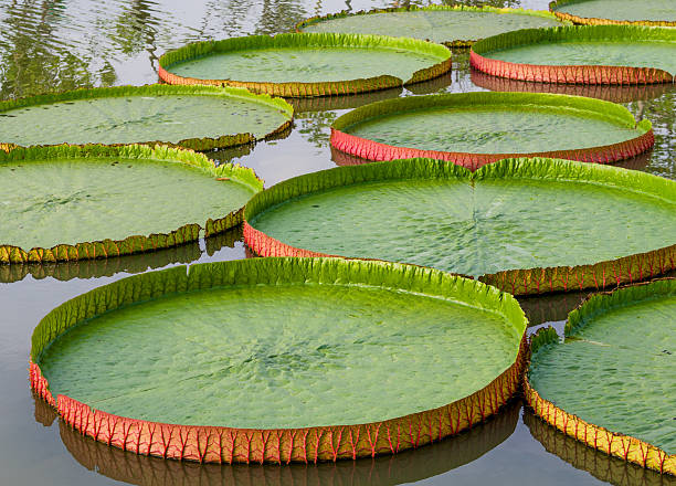 istock Majestic amazon lily pads in tropical Asia (Victoria Regia) 519830233