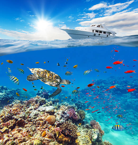 istock Underwater coral reef with horizon and water surface 519830666