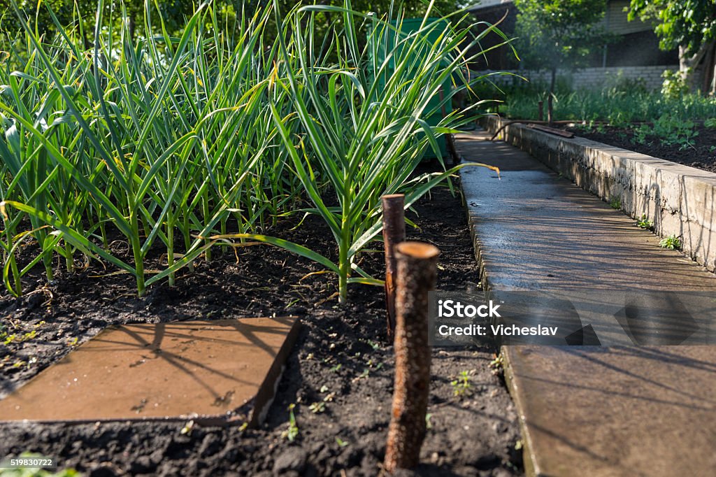 Onion plants growing in a spring garden Onion plants growing in a spring vegetable garden alongside a cement retaining wall dividing the beds of veggies Crop - Plant Stock Photo