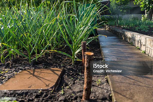 Onion Plants Growing In A Spring Garden Stock Photo - Download Image Now - Crop - Plant, Dirt, Food