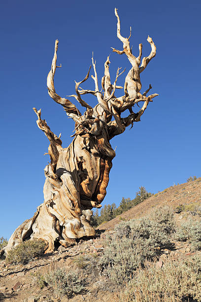 starożytnym sosna oścista - bristlecone pine zdjęcia i obrazy z banku zdjęć