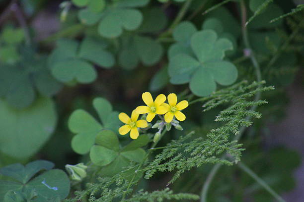 Yellow Wood Sorrel and Fern stock photo