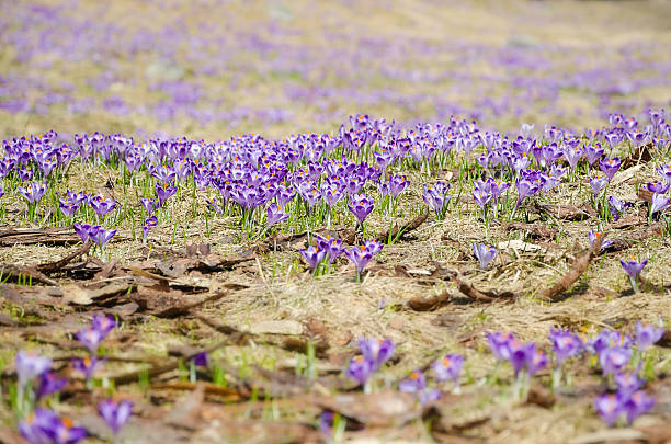 istock Crocuses at Chocholowska Valley - Zakopane, Poland. 519831624
