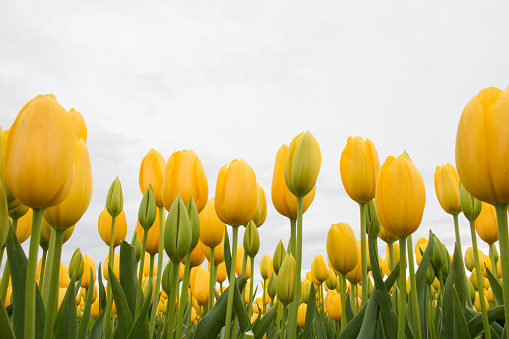 Yellow Tulips against dark sky