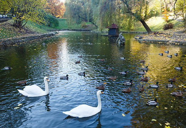 istock Pond with wild ducks and swans. 519832472