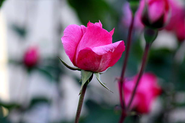 Pink Garden Roses bud 2 stock photo