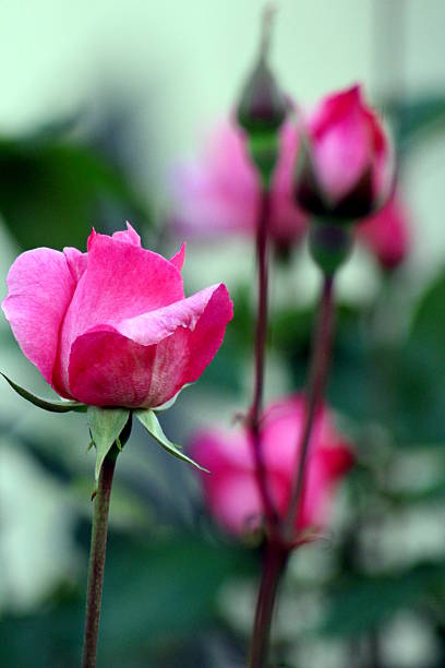 Pink Garden Roses bud 3 stock photo