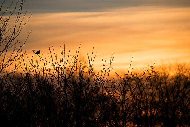 istock Bird on bare branch silhouetted against sky 519833046