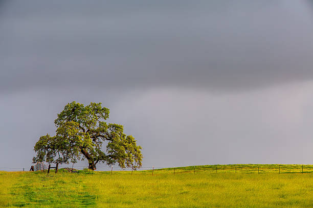 Contea Di San Benito Foto e Immagini Stock iStock