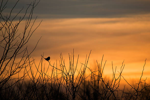 istock Bird on bare branch silhouetted against sky 519833944