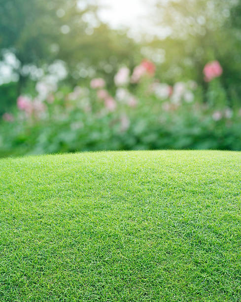 istock Green grass field with blurred pink flower and tree 519834024