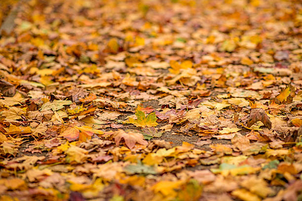 istock autumnal painted leaves 519834272