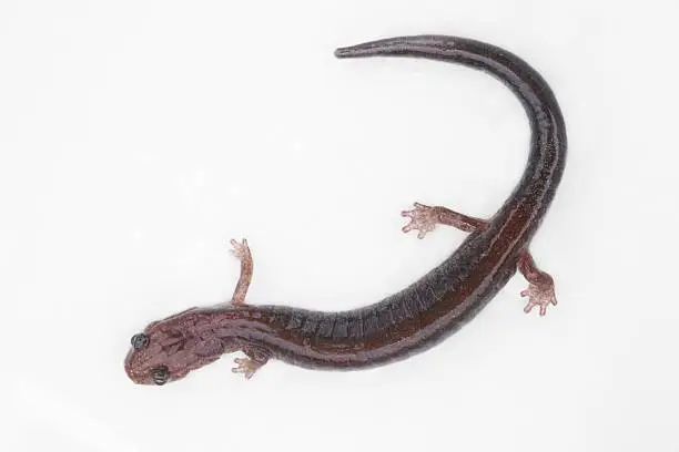 Lead-backed form of the Red-backed Salamander (Plethodon cinereus) on white
