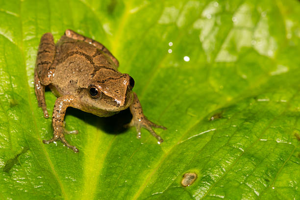 северная весна соглядатай - camouflage animal frog tree frog стоковые фото и изображения