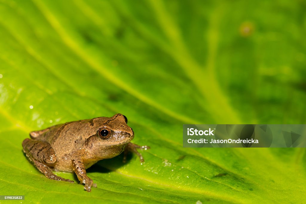 Northern Spring Peeper Size Northern Spring Peeper Stock Photo - Download Image Now - Amphibian ...