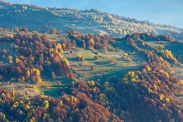 istock Colorful trees on slope in autumn Carpathian. 519835874