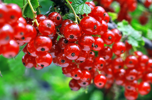 .close-up of a  red currant in the fruit garden