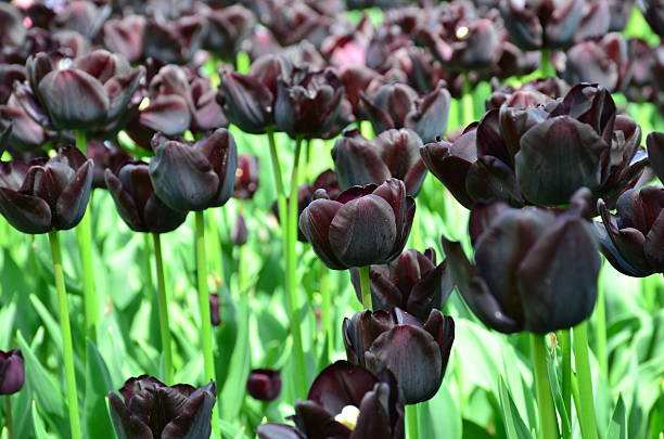 Black tulips "Queen of the Night" in garden of Keukenhof, Holland Black tulips also called "Queen of the Night" in the beautiful garden of Keukenhof from Lisse, Holland night blooming cereus stock pictures, royalty-free photos & images