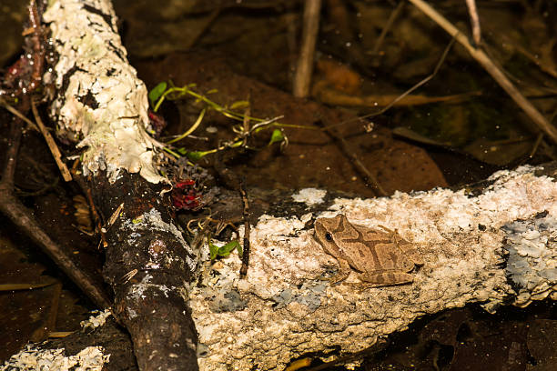 северная весна соглядатай - camouflage animal frog tree frog стоковые фото и изображения